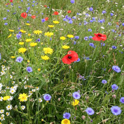 Blooming Wild